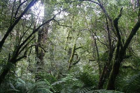 Ecossistemas Tropicais e Ciências Ambientais