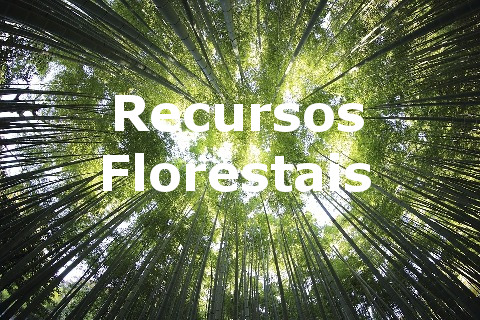 Recursos Florestais