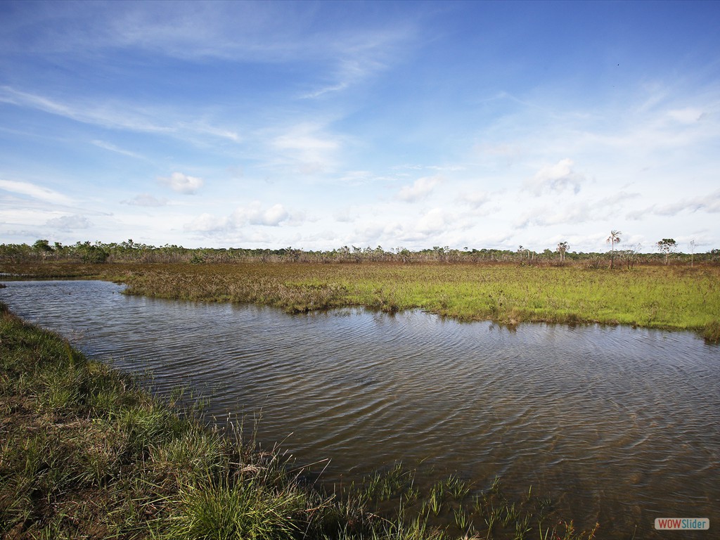 Projeto GEOBIAMA-Mosaico vegetacional tpico da regio de Humait, sul do Amazonas, que ocorre em contato brusco com a floresta amaznica