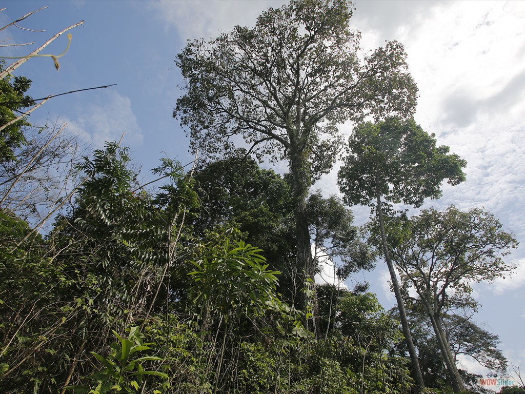 GEOBIAMA- Dense forest surrounding savanna areas in Humait, southern Amazonia.