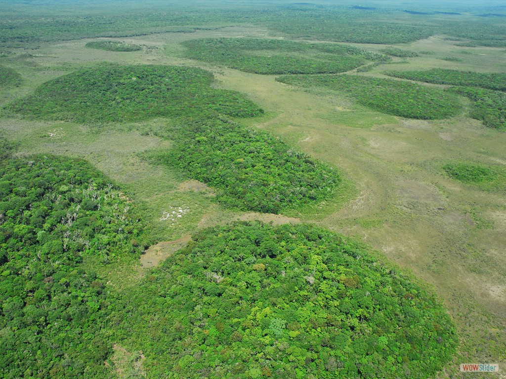 GEOBIAMA- Mosaico vegetacional, com contato brusco entre reas de campinara graminosa/arbustiva com campinara florestada sobre megaleque Viru, Roraima. Fotografo: Antonio Iaccovazo