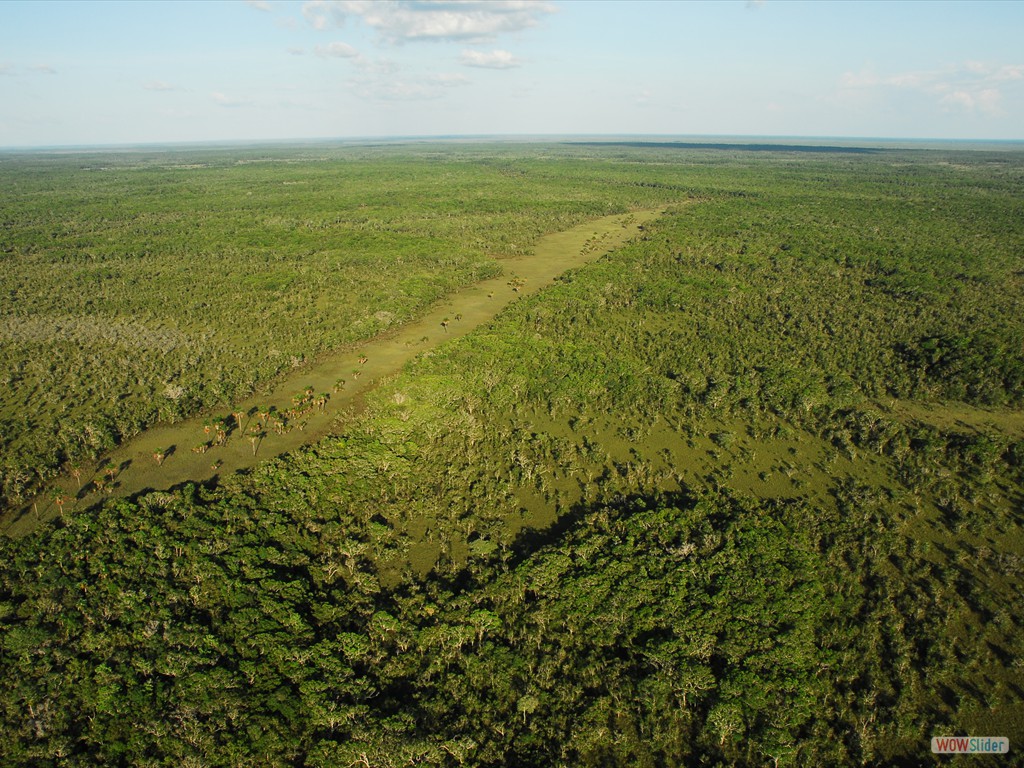 GEOBIAMA- Canal abandonado e colonizado por campinara graminosa/arbustiva e raros buritizais em contato brusco com vegetao floresta sobre o megaleque Viru, Roraima. Fotografo: Antonio Iaccovazo