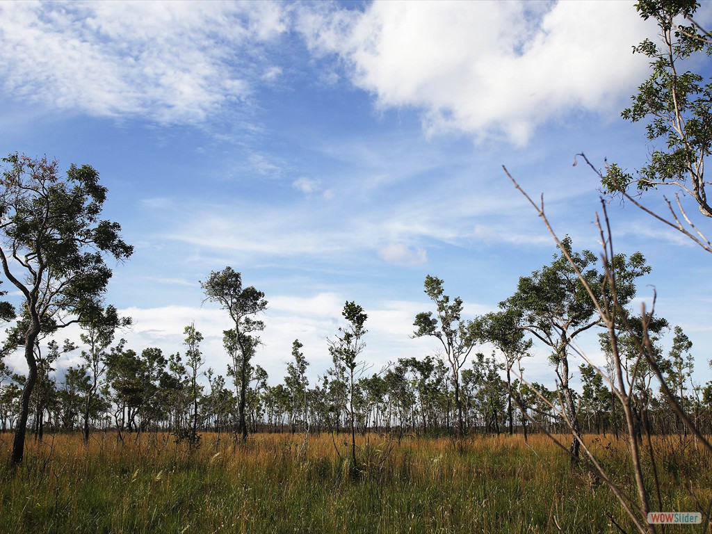 GEOBIAMA  - Physiography of the Humait area, southern Amazonas, where there is a dominance of open vegetation intermingled with the rainforest.