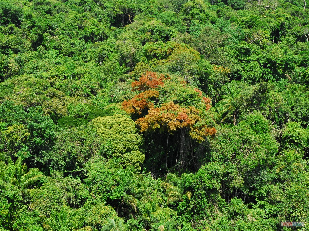GEOBIAMA – Vista aérea da exuberante floresta tropical amazônica.