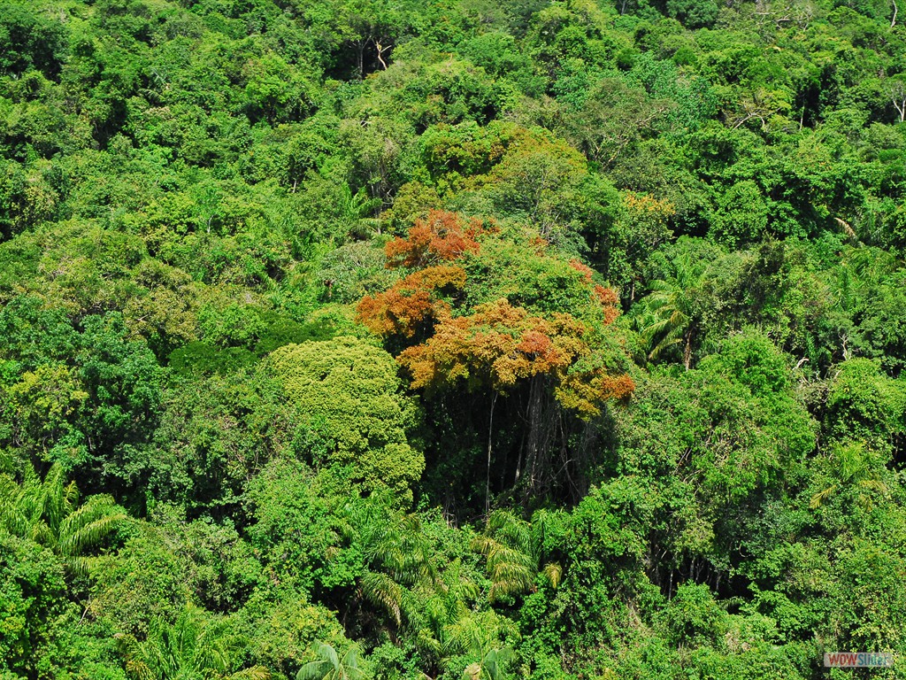 GEOBIAMA  Aerial view of the luxurious Amazonian rainflorest.